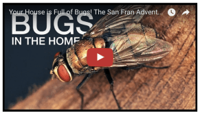 bugs in homes SF