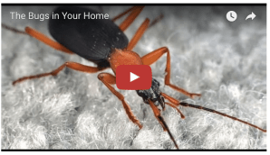 bugs in homes