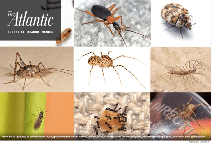 the atlantic bugs in houses