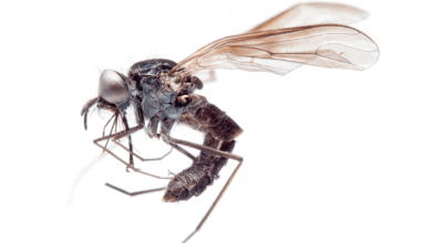 thevenetimyia_spinosavus